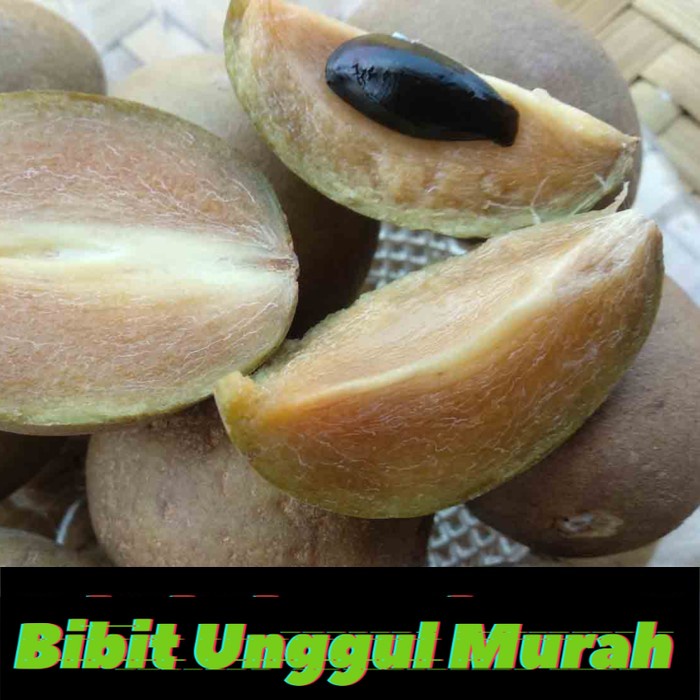 Bibit Tanaman Buah Sawo Manila