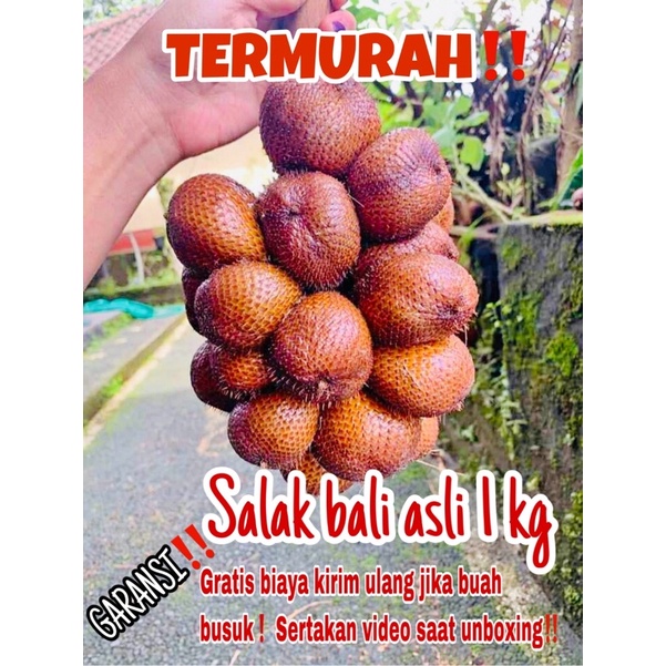 

SALAK BALI ASLI RASA SEPET ASEM MANIS SIZE KECIL~SEDANG [1kg]