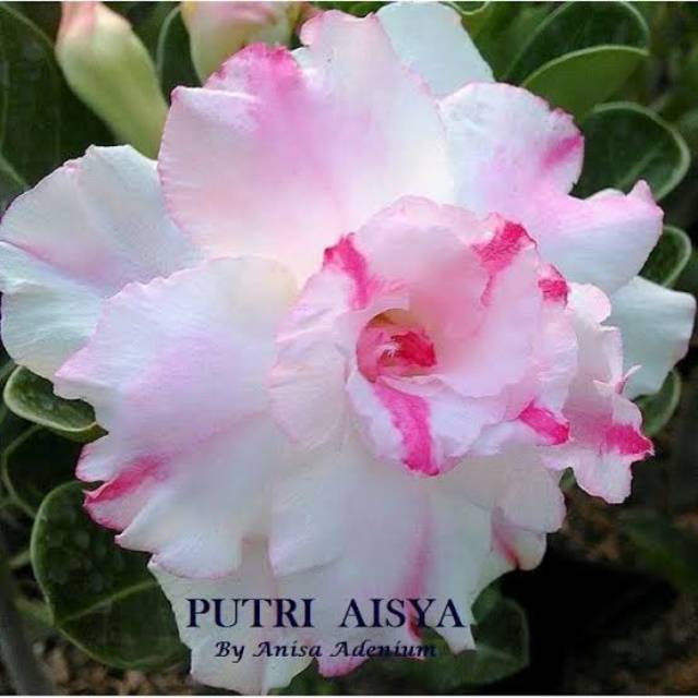 Bibit Bunga Kamboja Adenium Putri Aisya - Tanaman Hias