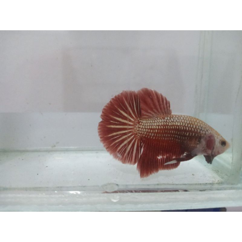 

Ikan Cupang Gold Red real pict