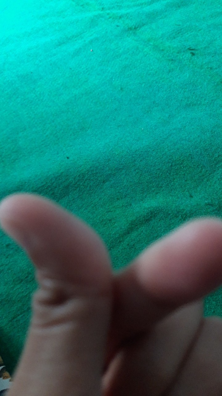 Biji Benih Tanaman Tombak Raja (2 Biji)