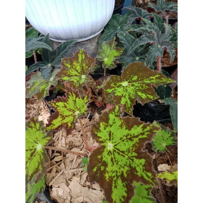 Tanaman begonia bintang - tanaman hias - tanaman begonia bintang.