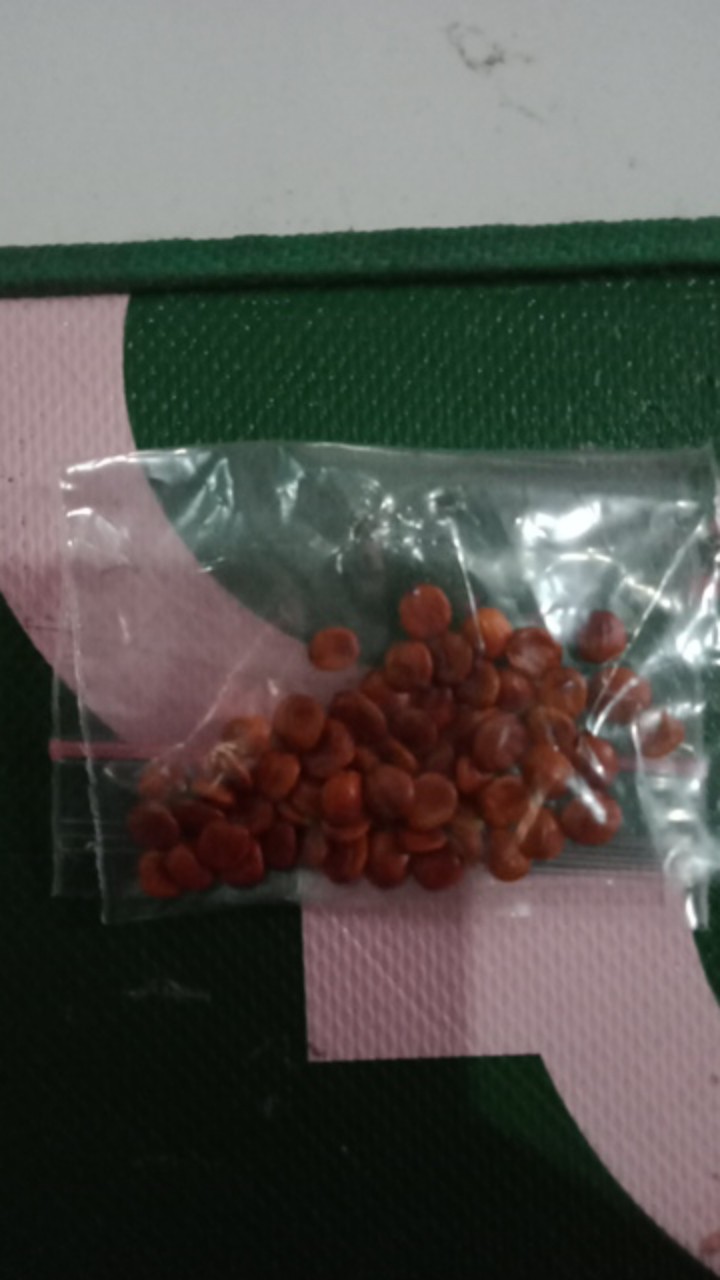 Biji Bidara Arab Super Siap Semai / Bidara / Bidara Arab / Biji Bidara (sudah Dikupas Dari Cangkang)