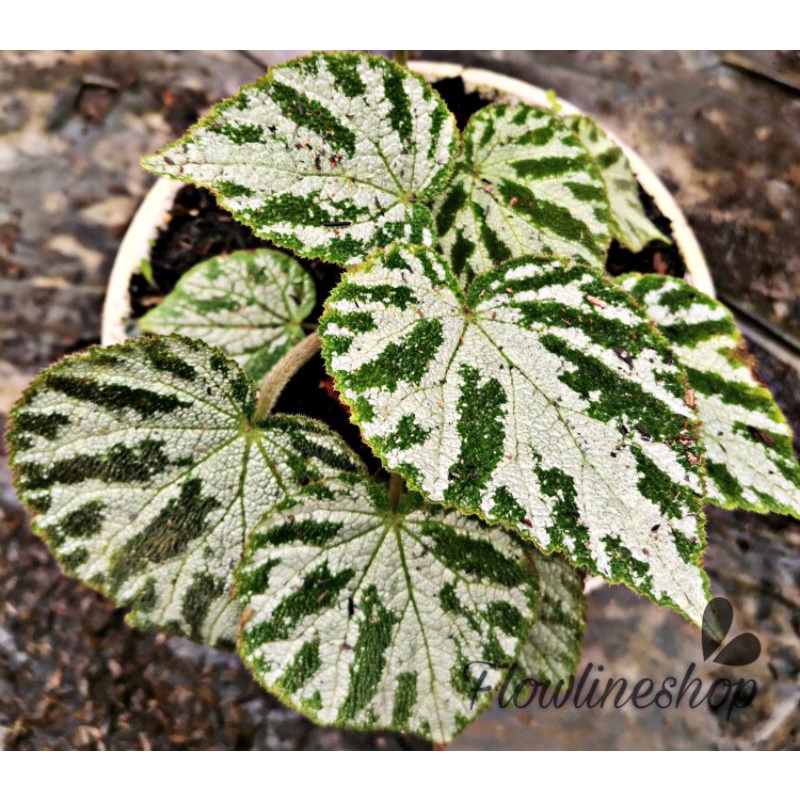 tanaman hias begonia karpet hijau