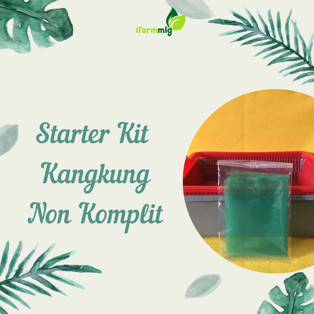 Starter KIt Hidroponik Kangkung - Kit Hidroponik Kangkung - Keranjang semai + Bak Hidroponik