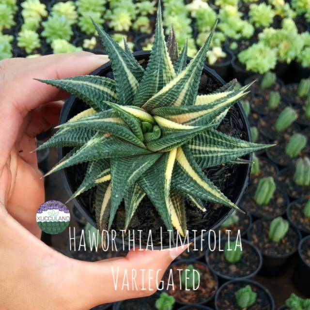 Sukulen Dan Kaktus | Haworthia Limifolia Variegated