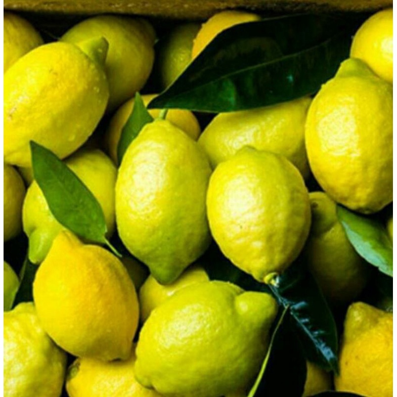 

Jeruk lemon lokal