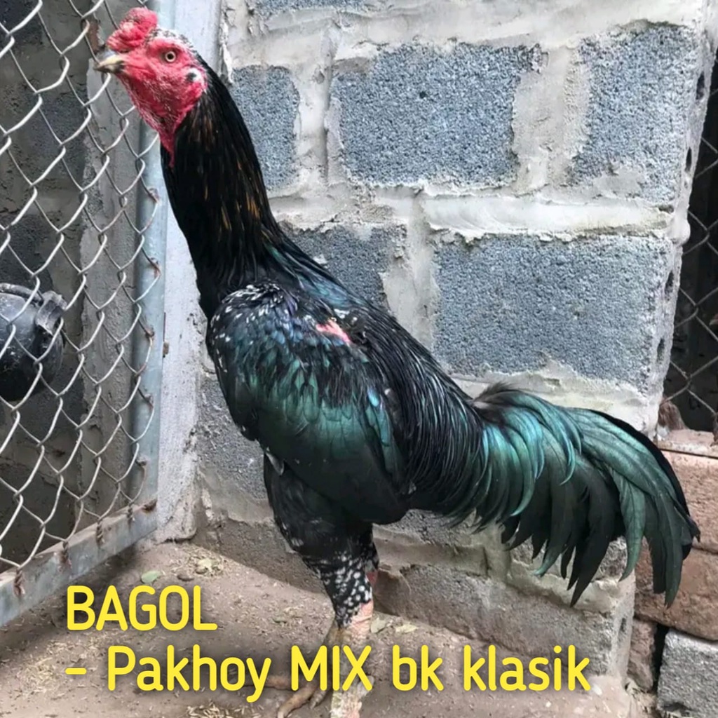 ayam bangkok telur super pakhoy mix bk klasik asli