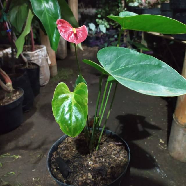 Jual Tanaman Hias Anthurium Mickey Mouse Indonesia Shopee Indonesia