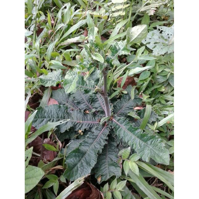 Jual Daun Tapak Liman Segar Per Lembar Obat Herbal Akar Batang Daun Shopee Indonesia