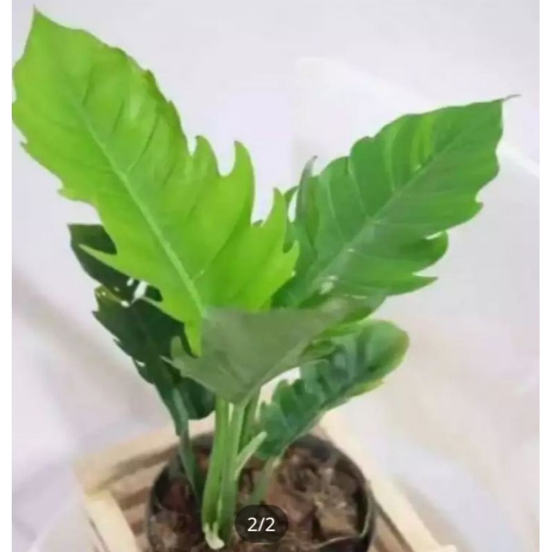 tanaman hias phillo gergaji/tanaman hias Aglonema phillo gergaji