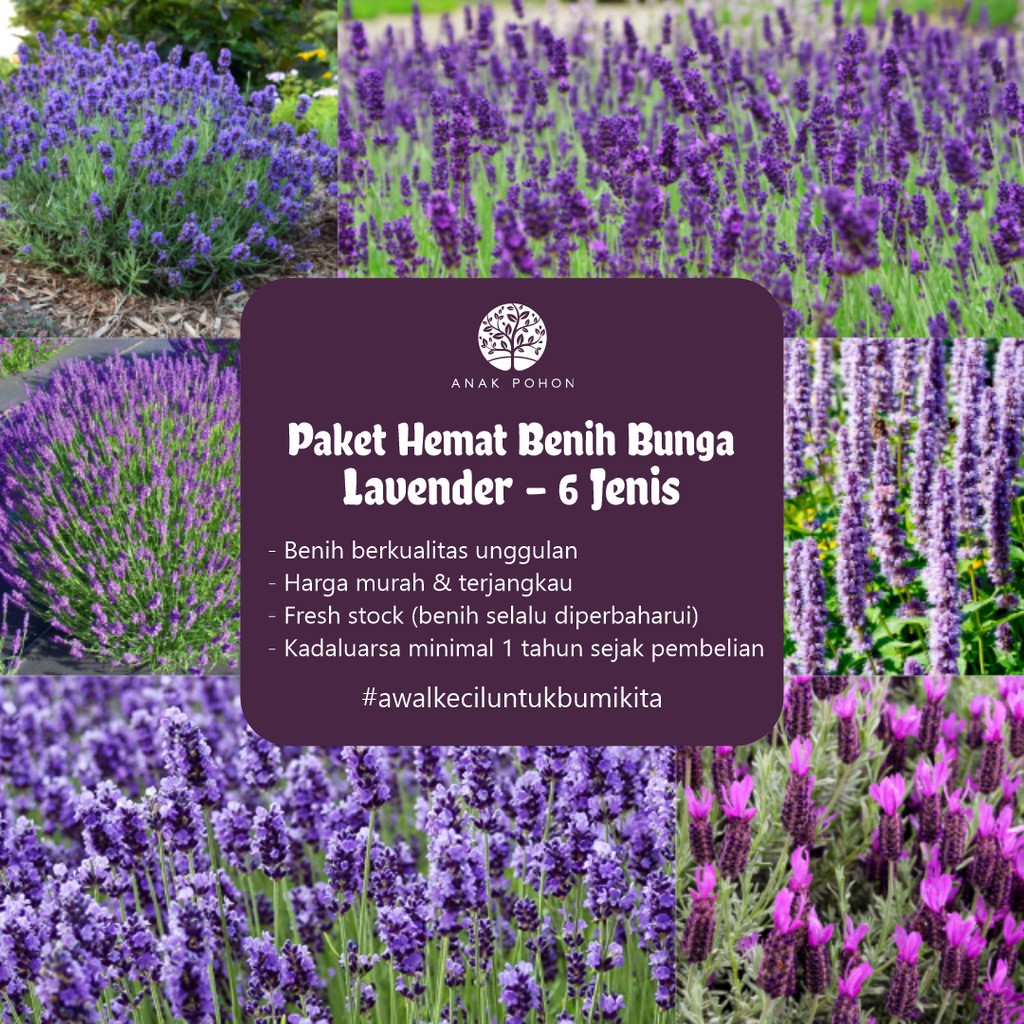 PAKET HEMAT - Benih Bunga Lavender 6 Variant Herb Seeds - Total 60 Biji - Lavender Wangi Vera French Portuguese Munstead English