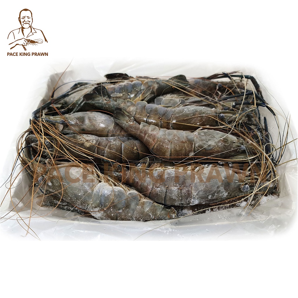 

UDANG GALAH PAPUA SIZE 16-20 FRESH FROZEN