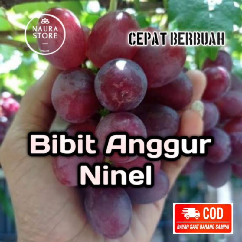 Bibit Tanaman Pohon Anggur Ninel Super Genjah Cepat Berbuah Tumbuhan Anggur Ninel Import Buah Manis