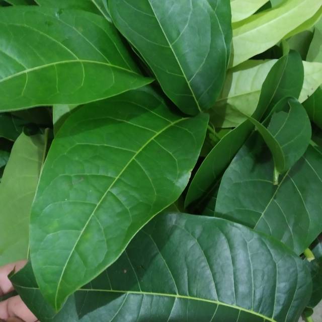

Jual daun mahoni segar