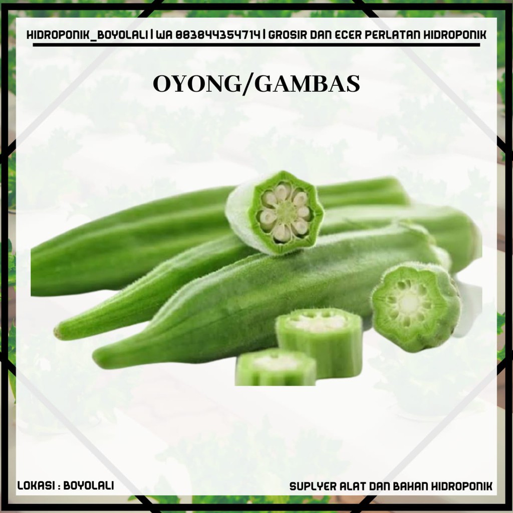 BENIH OYONG PRIMA F1  KEMASAN EKONOMIS ISI 6 SEED