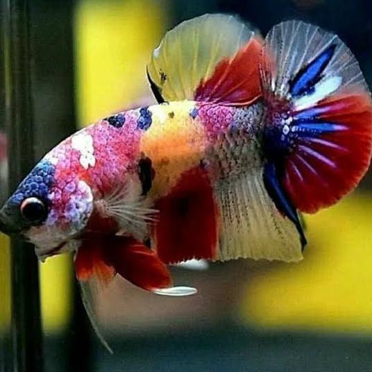 Terbaru Cupang Hias Giant Koi Nemo Multicolour