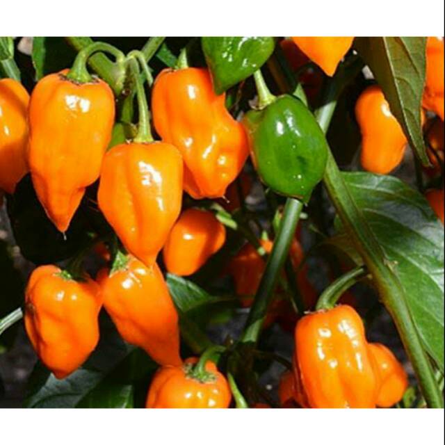 BENIH CABAI HABANERO ORANGE / BENIH HABANERO PEPPER