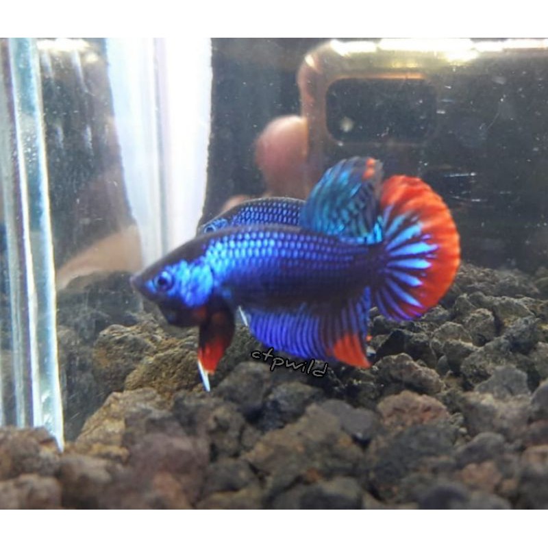 Wild Betta Imbellis Hybrid Blue