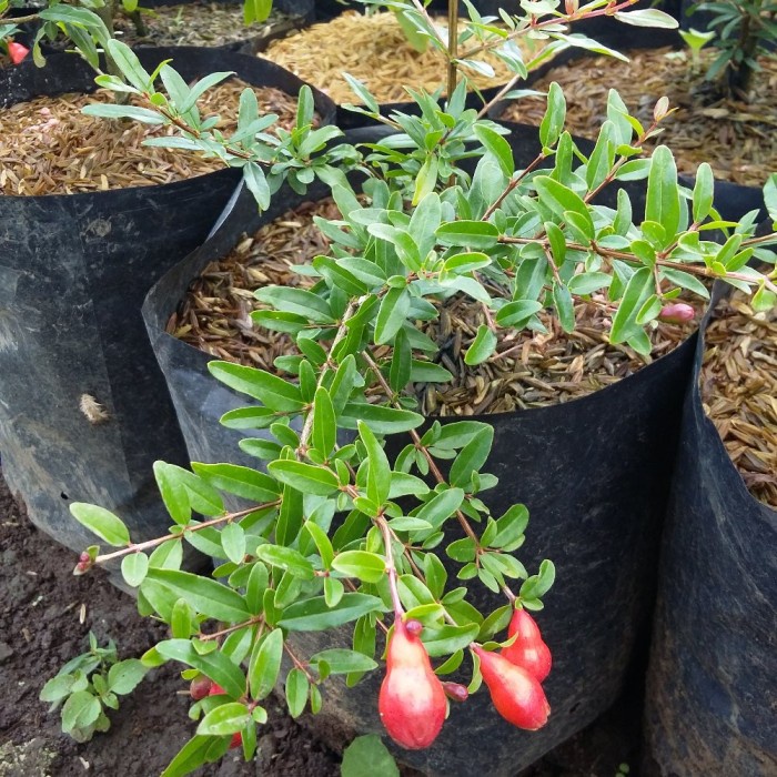 Bibit delima merah jumbo hasil cangkok