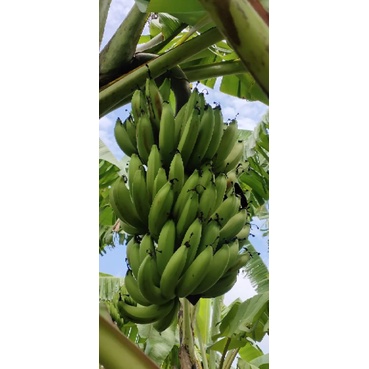 Bibit grosir murah pisang ambon kuning / ambon warangan / ambon cerbon / ambon kenongo / ambon gadin