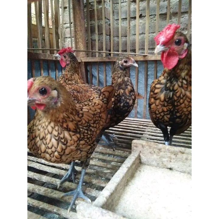 

TELUR AYAM KATE BATIK ITALY KANADA FERTIL ASLI UNTUK TERNAK