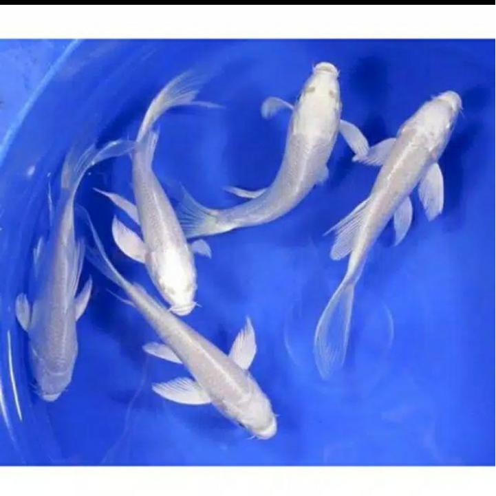 IKAN KOI PLATINUM SLAYER 10 CM 