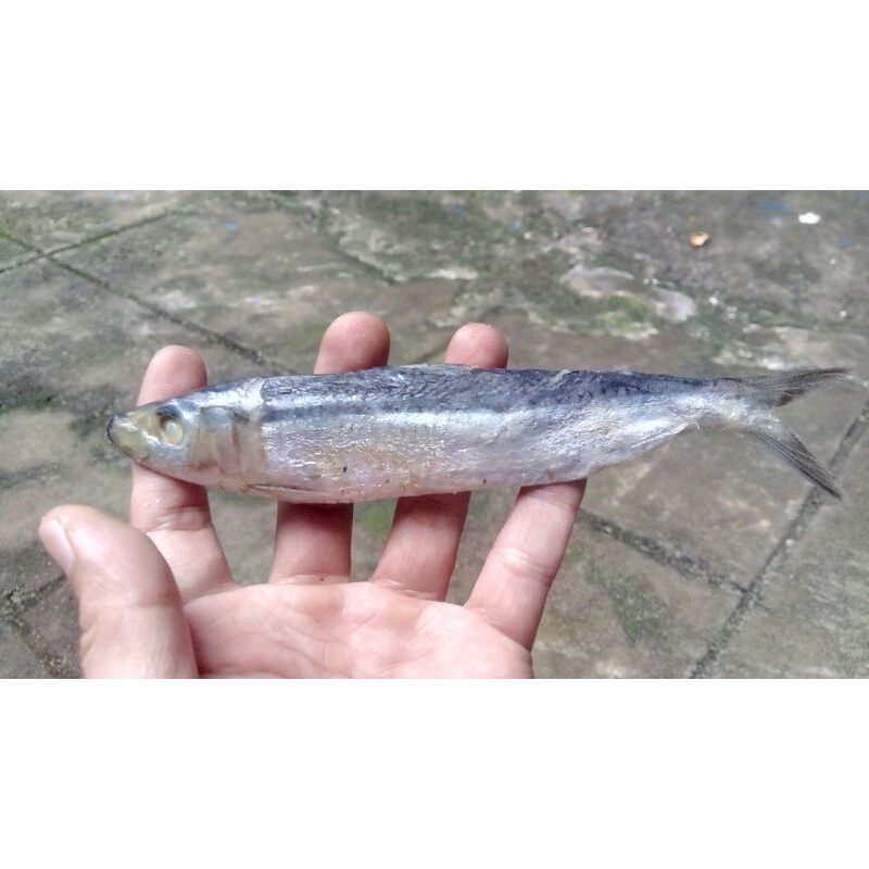 

ikan asin tamban