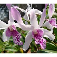 anggrek caesar warawan