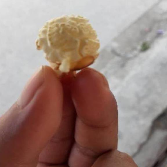 

Quality Control✅JAGUNG POPCORN MUSHROOM JUMBO 1KG|RA9