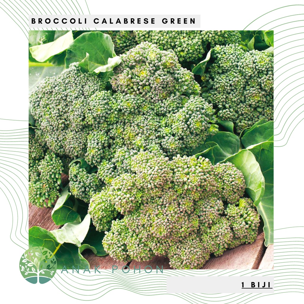 Benih Bibit Biji - Broccoli Calabrese Green Brokoli Hijau USA Seeds - IMPORT