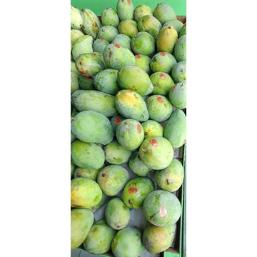 

Mangga Harum Manis Super