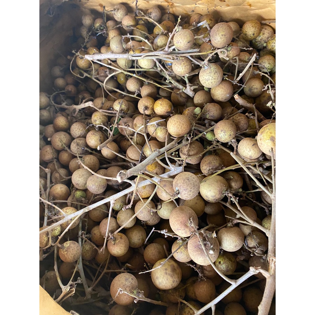 

LENGKENG LOKAL/BANGKOK 500GR| BUAH LENGKENG LOKAL/BANGKOK BANDUNG | BUAH SEGAR | WARUNG CEU ENGKAY
