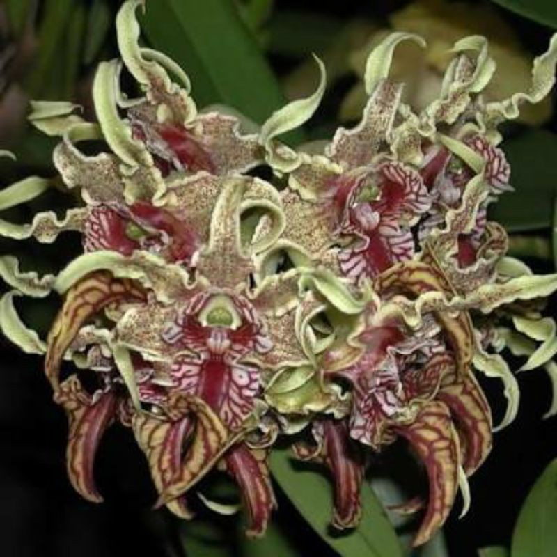 anggrek botolan Dendrobium spectabile