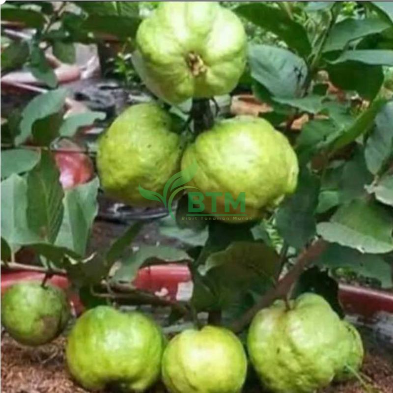 Bibit Buah jambu Kristal -  Tanaman Buah Jambu Kristal - Bibit Buah