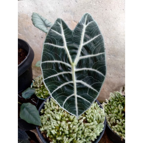 Alocasia Watsoniana glossy (rawatan remaja)
