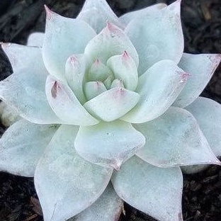 sekulen bluebird / sekulen kolexi