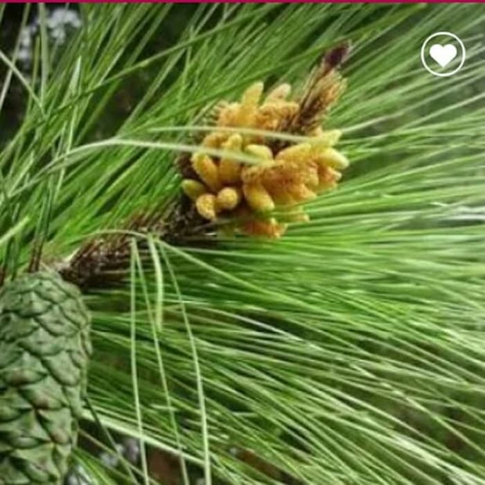 

READYSTOCK DAUN PINUS SEGAR 1KG LANGSUNG PETIK KETIKA ORDER MASUK