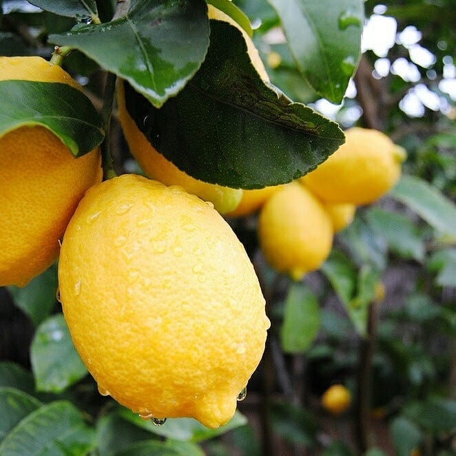 Bibit jeruk lemon import california