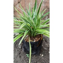 bibit bunga lili paris