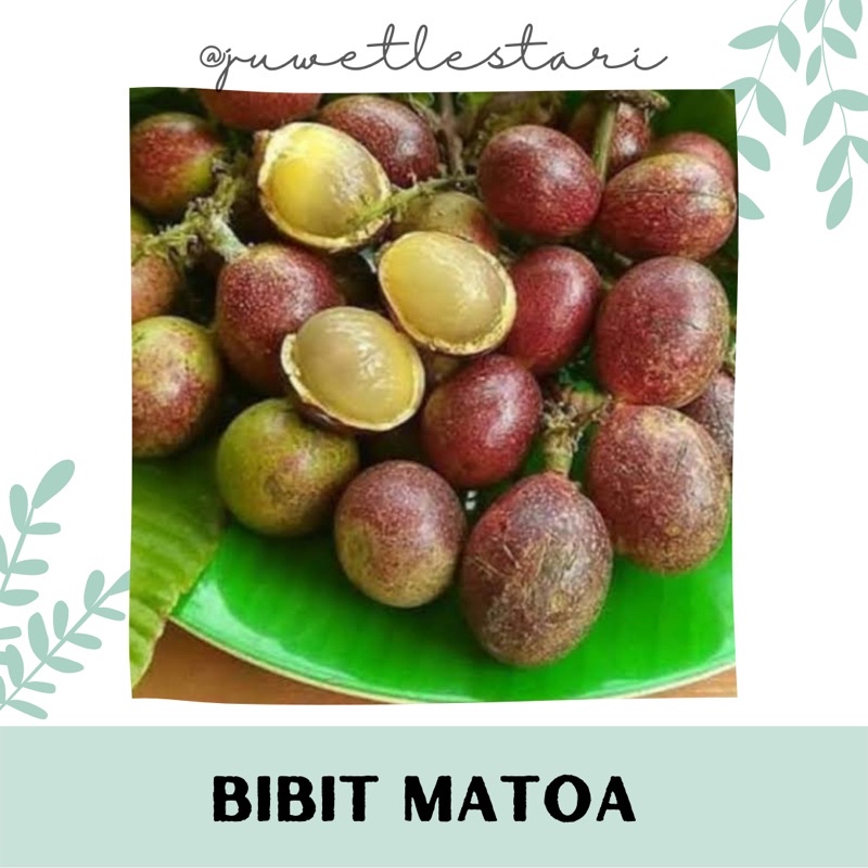 Bibit tanaman matoa super - Juwet Lestari