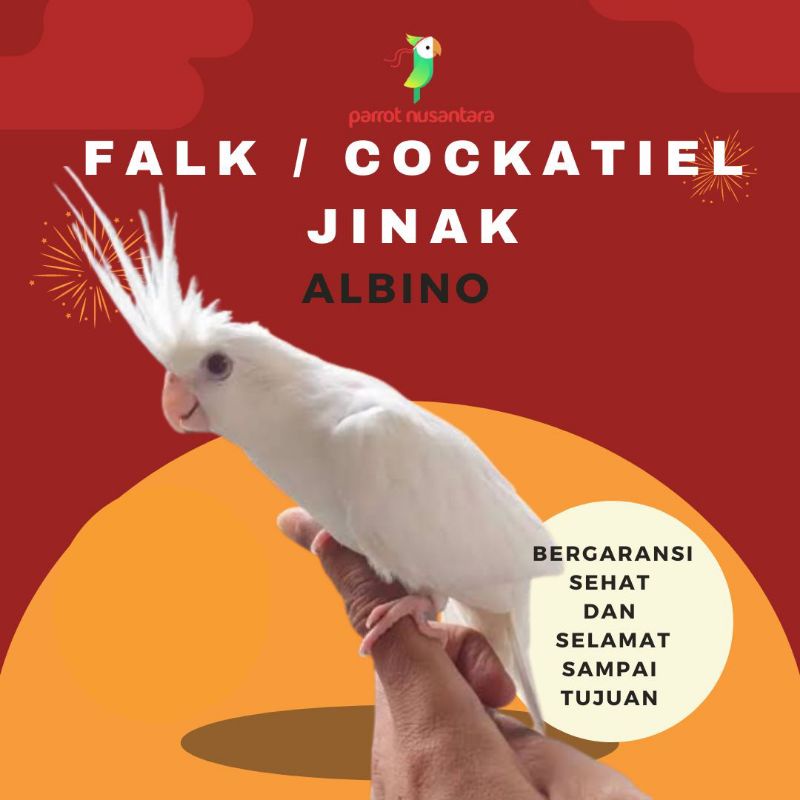 PARKIT AUSTRALIA/FALK COCKTAEIL ALBINO JINAK DAN MURAH