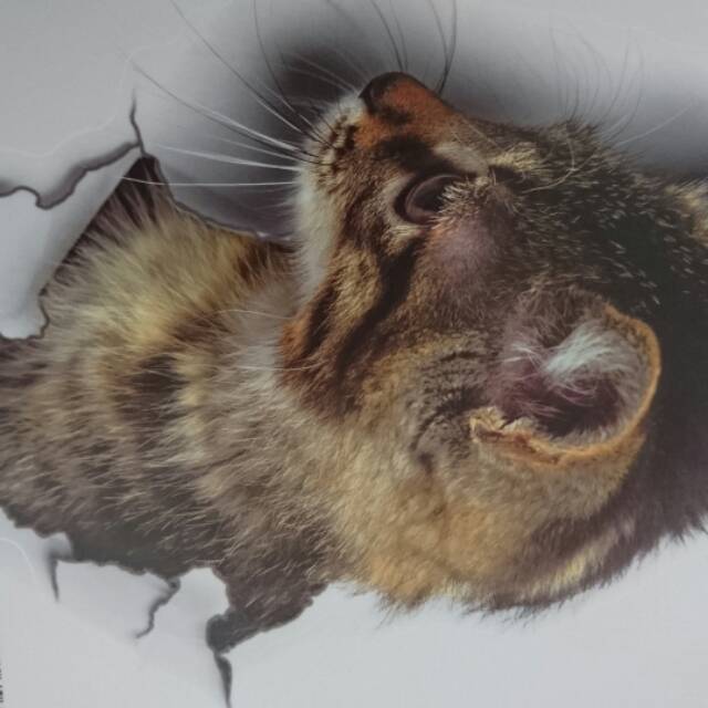 Stiker Dinding Gambar Kucing 3d lucu