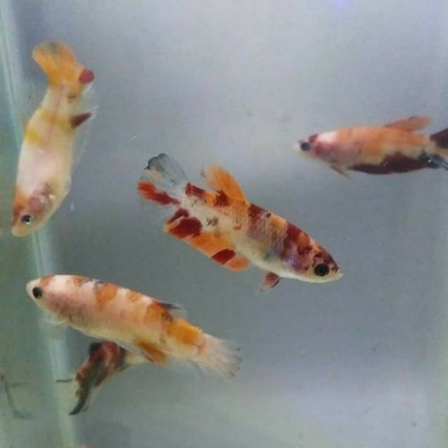 78 Koleksi Ikan Cupang Koi Emerald HD Terbaru