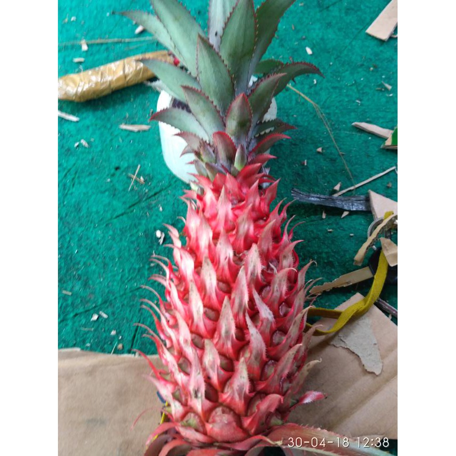 

Nanas buaya atau nanas merah masih muda