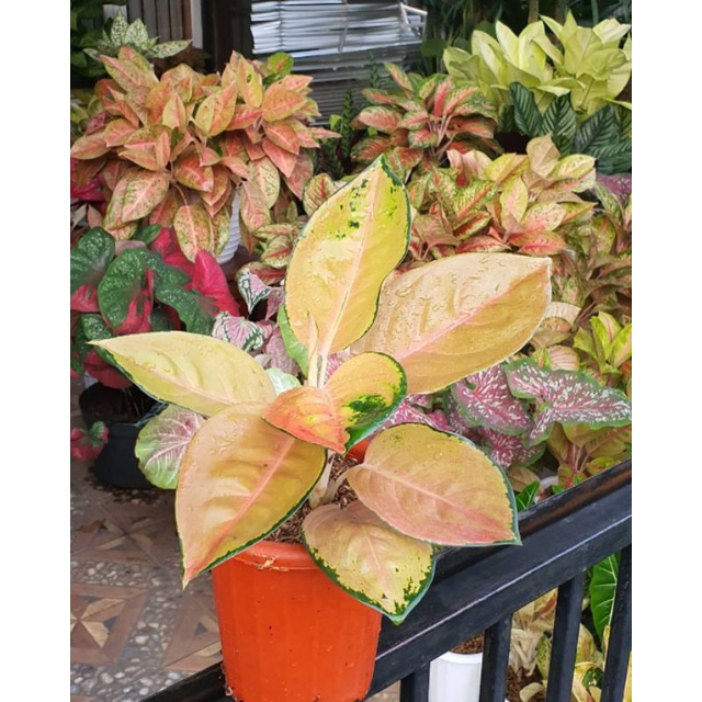 TANAMAN HIAS AGLONEMA SULTAN BRUNEI // AGLONEMA SULTAN BRUNEI REMAJA