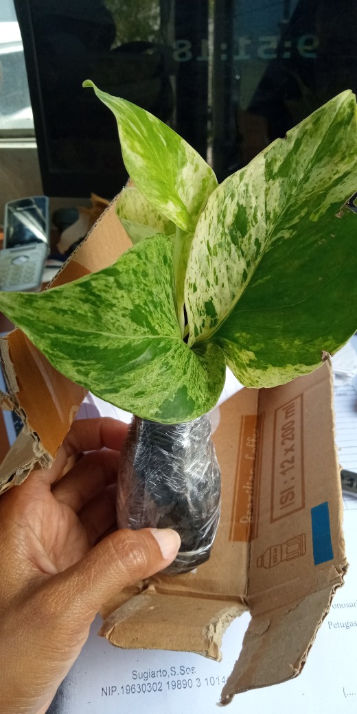 Sirih Gading Varigata /epipremnum Scindapsus Aureus Marble Queen