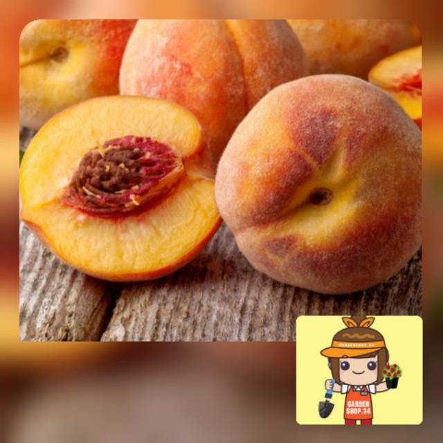Bibit tanaman buah peach holland