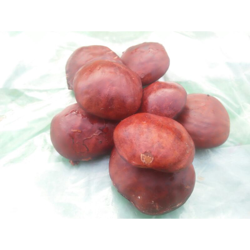 

jengkol