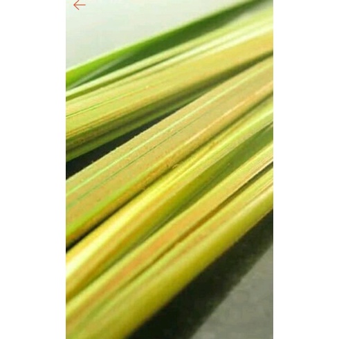 

Janur (Daun kelapa muda), satu ikat (10 lembar)
